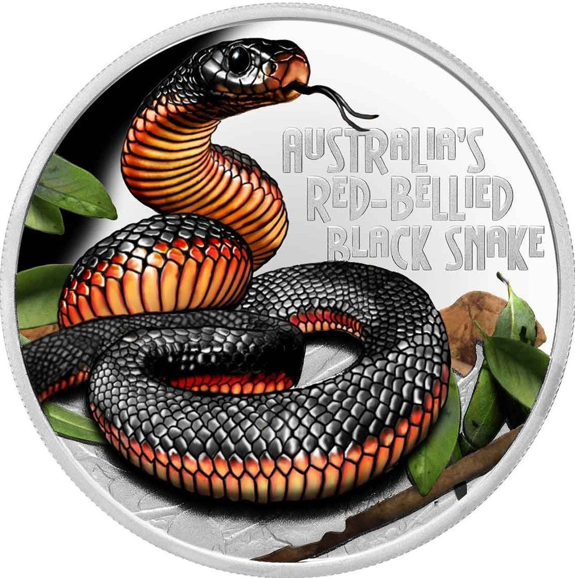 Niue 2022 $1 Deadly & Dangerous Red-Bellied Black Snake Coloured 1oz 99.99% Silver Proof Coin
