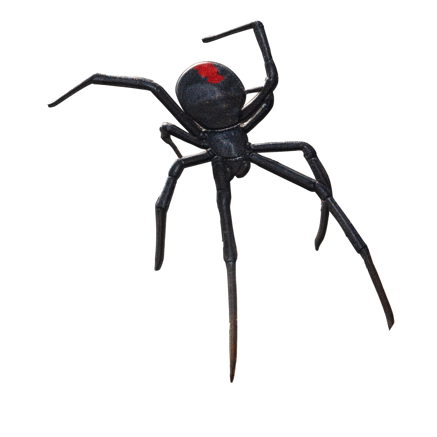 Black spider with a red mark on a white background