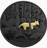A gif image of the 2019 Thylacine or Tasmanian Tiger coin. The Coin is blak with a selectively gold plated Tasmanian Tiger stolling through theTasmanian wilderness at night. The Tiger has been animated and the camera zooms in as it looks back. The camera zooms in between the fern to view the Thylacine more cosely.
