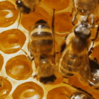 Niue 2025 $10 Honey Bee  5oz .999 Selectively Gold Plated Silver Proof