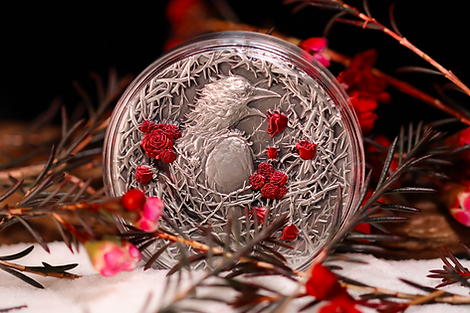 Gabon 2025 3000 Francs CFA Greater Thorn Bird 3oz .999 Antique Silver High relief Box Detail Detail UHR Banner Banner 2 Reverse