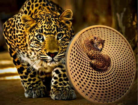Palau 2024 $20 Leopard Camouflage Of Nature 5oz .9999 Silver Gilded Proof Coin