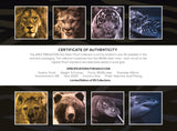 Niue 2022 $10 Apex Predators 5oz Silver Proof 4-Coin Set 25 Sets Minted Matching Edge Numbering